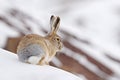 Woolly hare, Lepus oiostolus, in the nature habitat, winter condition with snow. Woolly hare from Hemis NP, Ladakh, India. Animal Royalty Free Stock Photo