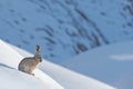 Woolly hare, Lepus oiostolus, in the nature habitat, winter condition with snow. Woolly hare from Hemis NP, Ladakh, India. Animal Royalty Free Stock Photo