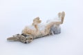 Woolly hare, Lepus oiostolus, in the nature habitat, winter condition with snow. Woolly hare from Hemis NP, Ladakh, India. Animal Royalty Free Stock Photo