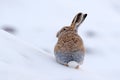 Woolly hare, Lepus oiostolus, in the nature habitat, winter condition with snow. Woolly hare from Hemis NP, Ladakh, India. Animal Royalty Free Stock Photo