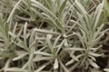 Woolly lavender, perennial, silvery foliage