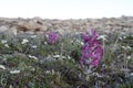 Woolly lousewort Pedicularis lanata on the Canadian arctic tundra Royalty Free Stock Photo