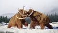Woolly mammoth bulls fighting, prehistoric ice age mammals in snow covered landscape