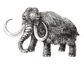 Woolly mammoth extinct animal sketch