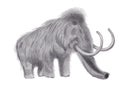 Woolly mammoth with a graphite pencil