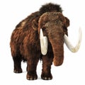 Woolly Mammoth on an isolated white background.