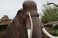 Woolly Mammoth - Mammuthus primigenius Royalty Free Stock Photo