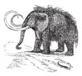 Woolly mammoth or Mammuthus primigenius vintage engraving Royalty Free Stock Photo