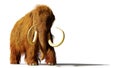 Woolly mammoth, prehistoric mammal isolated with shadow on white background 3d rendering