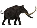 Woolly Mammoth Side Profile Royalty Free Stock Photo