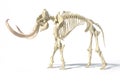 Woolly mammoth skeleton, realistic 3d illustration, side view