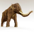 Woolly Mammoth On White Background