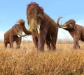 Woolly Mammoths Grazing In Grassland Royalty Free Stock Photo