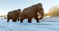 Woolly Mammoths Walking In Snowy Field