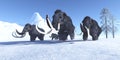 Woolly Mammoths in Winter