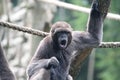 Woolly monkey Royalty Free Stock Photo