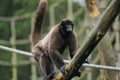 Woolly monkey Royalty Free Stock Photo