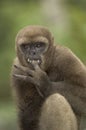 Woolly monkey Royalty Free Stock Photo