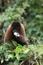 Woolly Monkey in Amazon Royalty Free Stock Photo