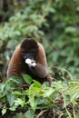 Woolly Monkey in Amazon