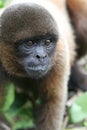 Woolly Monkey in Amazon Royalty Free Stock Photo