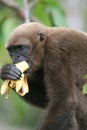 Woolly Monkey in Amazon Royalty Free Stock Photo