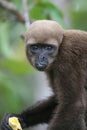 Woolly Monkey in Amazon Royalty Free Stock Photo