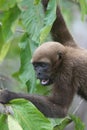Woolly Monkey in Amazon Royalty Free Stock Photo
