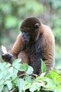 Woolly Monkey in Amazon Royalty Free Stock Photo