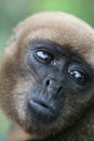 Woolly Monkey in Amazon Royalty Free Stock Photo