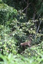 Woolly Monkey in Amazon