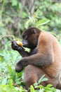 Woolly Monkey in Amazon Royalty Free Stock Photo