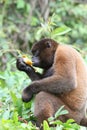 Woolly Monkey in Amazon