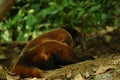 Woolly monkey or chorongo lying on the forest floor in south america, Ecuador