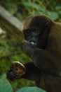 Woolly monkey eating chiramoya