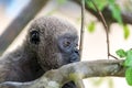 Woolly Monkey Face