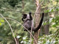 one Woolly monkey, Lagothrix lagotricha, deftly climbs branches and holds on with its tail
