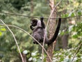 one Woolly monkey, Lagothrix lagotricha, deftly climbs branches and holds on with its tail Royalty Free Stock Photo