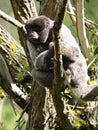 woolly monkey, Lagothrix lagotricha, sits on a tree and basks in the morning sun Royalty Free Stock Photo