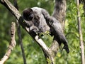 woolly monkey, Lagothrix lagotricha, sits on a tree and basks in the morning sun