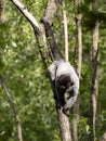 woolly monkey, Lagothrix lagotricha, sits on a tree and basks in the morning sun Royalty Free Stock Photo