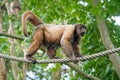 Woolly monkey, Lagothrix lagotricha on the tree rope Royalty Free Stock Photo