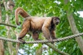 Woolly monkey, Lagothrix lagotricha on the tree rope