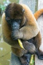 Woolly Monkey with a Leaf