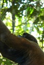 Woolly monkey looking up in the sky Royalty Free Stock Photo