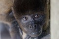 Woolly monkey peering Royalty Free Stock Photo