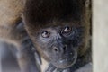 Woolly monkey peering