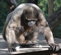 A Woolly Monkey in the Peruvian Rain Forest.