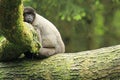 Woolly monkey