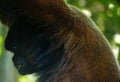 Woolly monkey with a very distinctive expression on his face Royalty Free Stock Photo